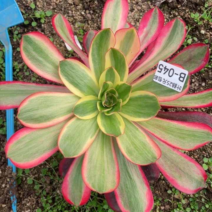 45红膜女多肉12345678