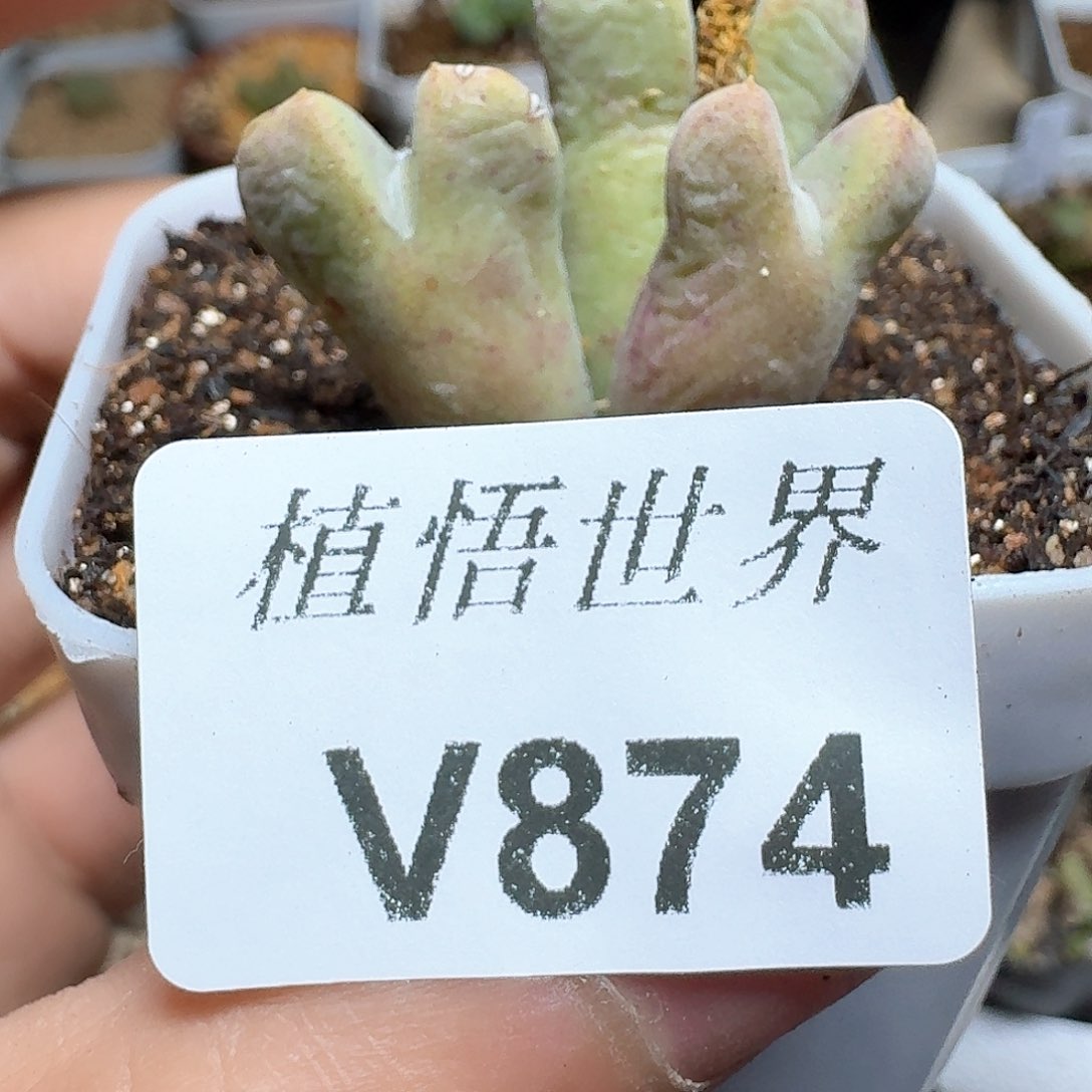 874盒多肉植物哇f g