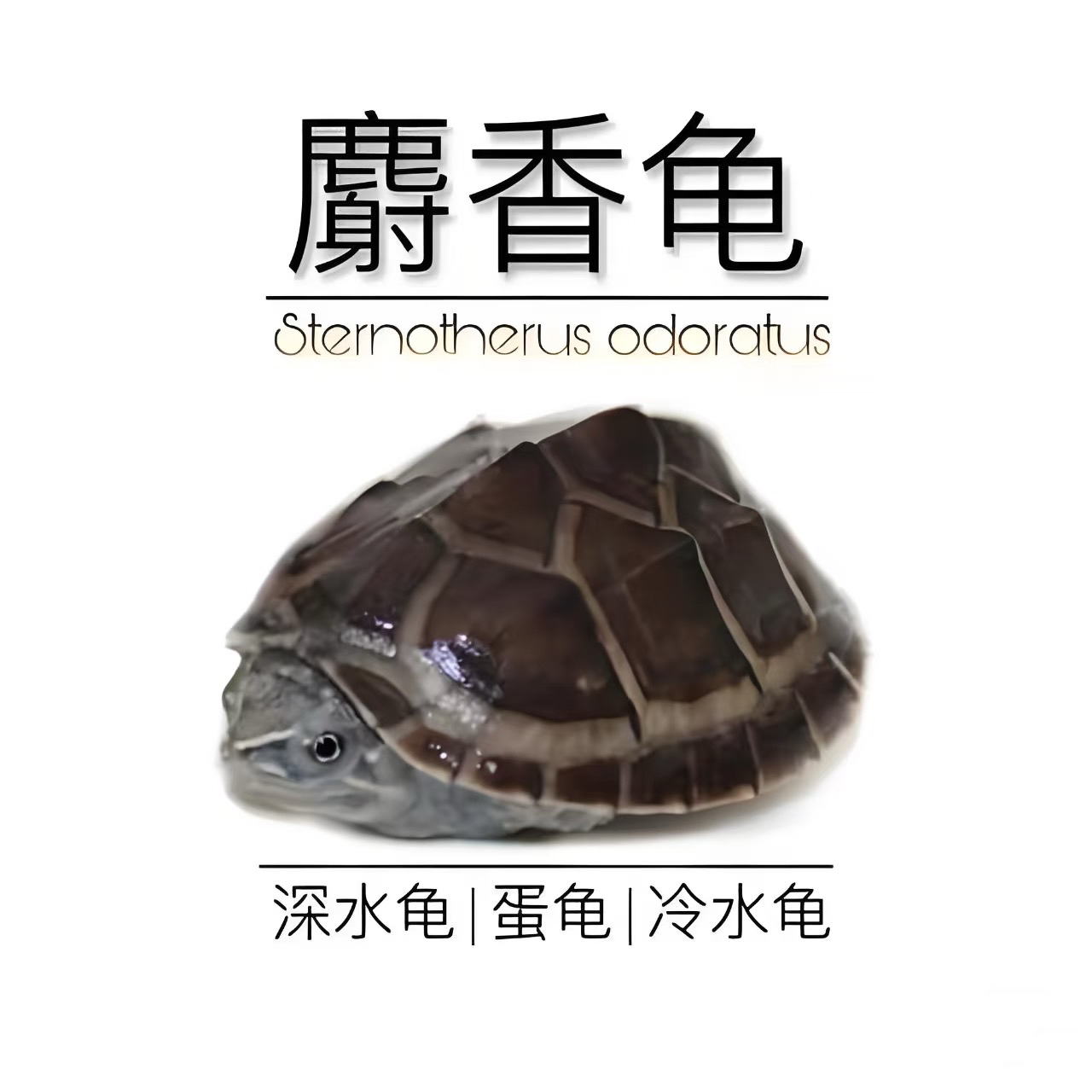 麝香蛋龟纯种蛋龟深水龟迷你乌龟观赏鱼缸混养小型龟麝香入门蛋龟
