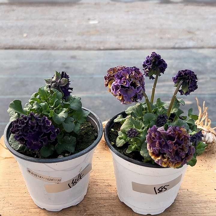 红陶抖音直播闪拍184-185