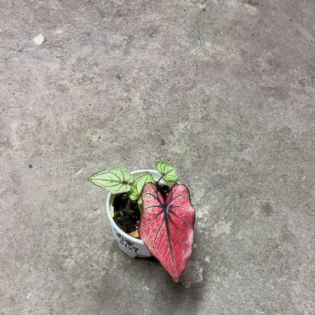 简***…完全开放糖果时光