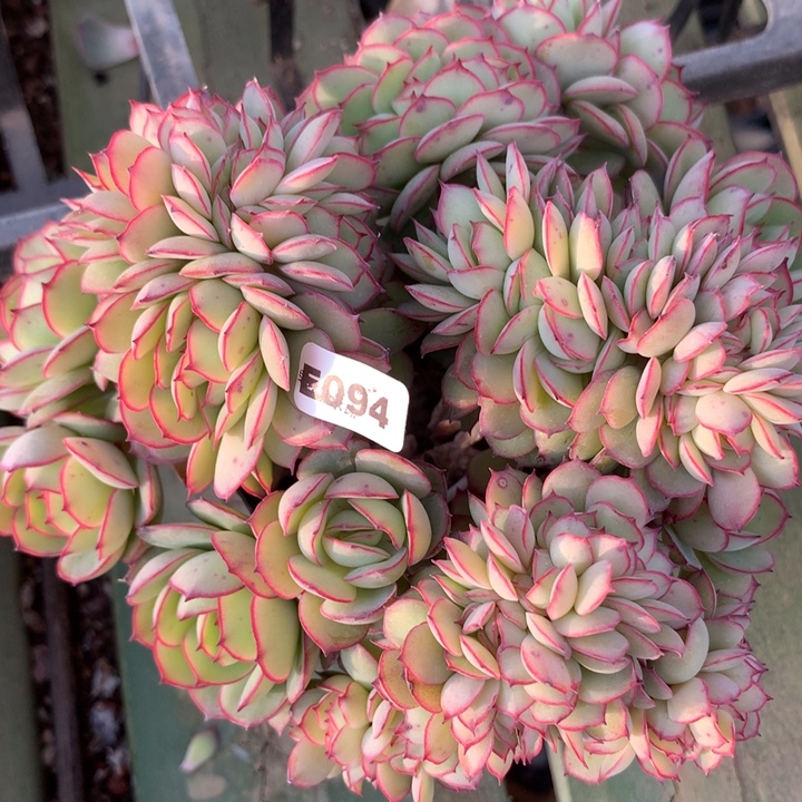 e094牡丹亭缀化一物一拍