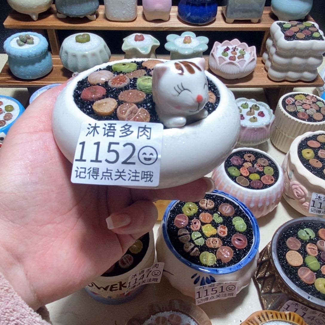 所见即所得 一物一拍1152