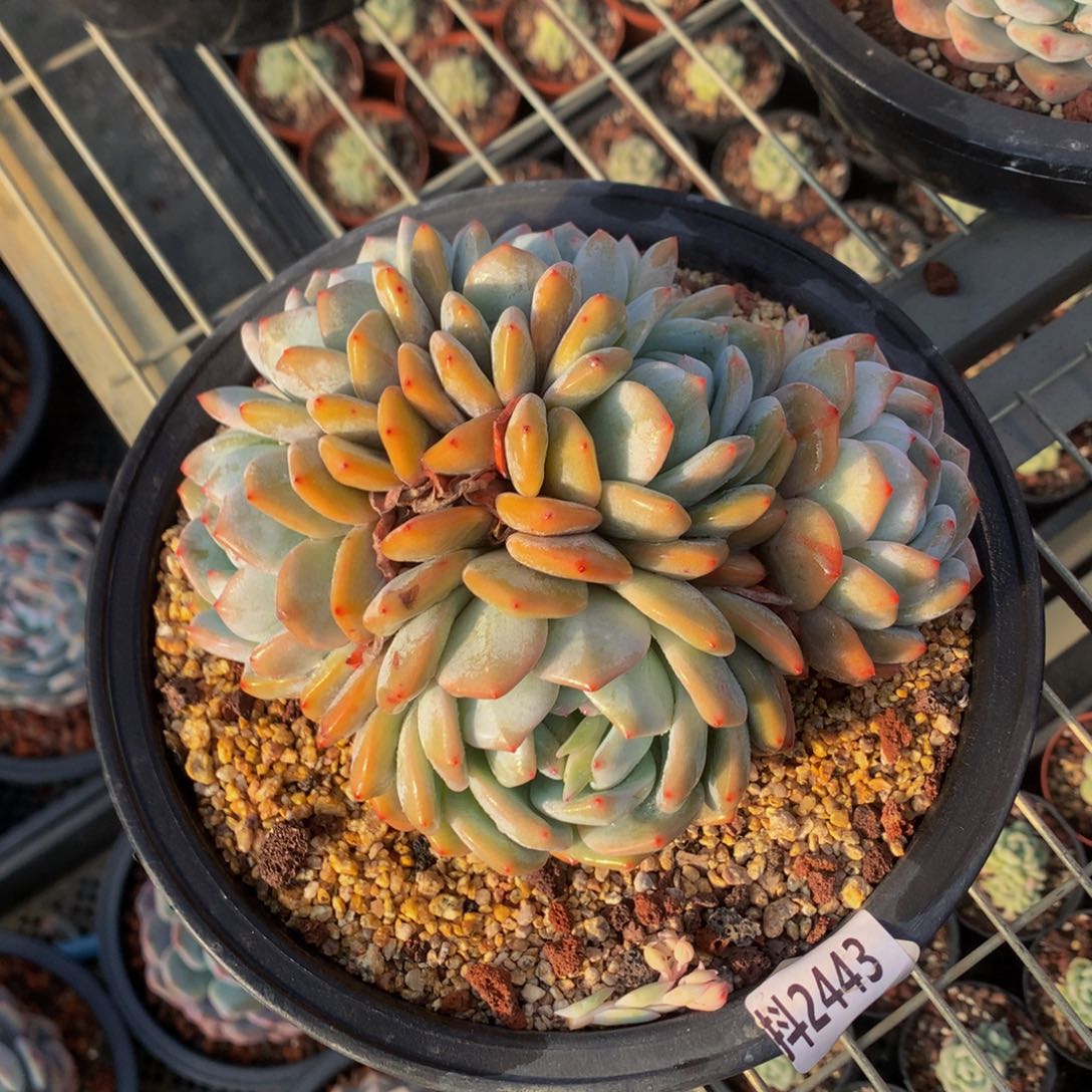 2443朵朵鲜花的玫瑰花茶