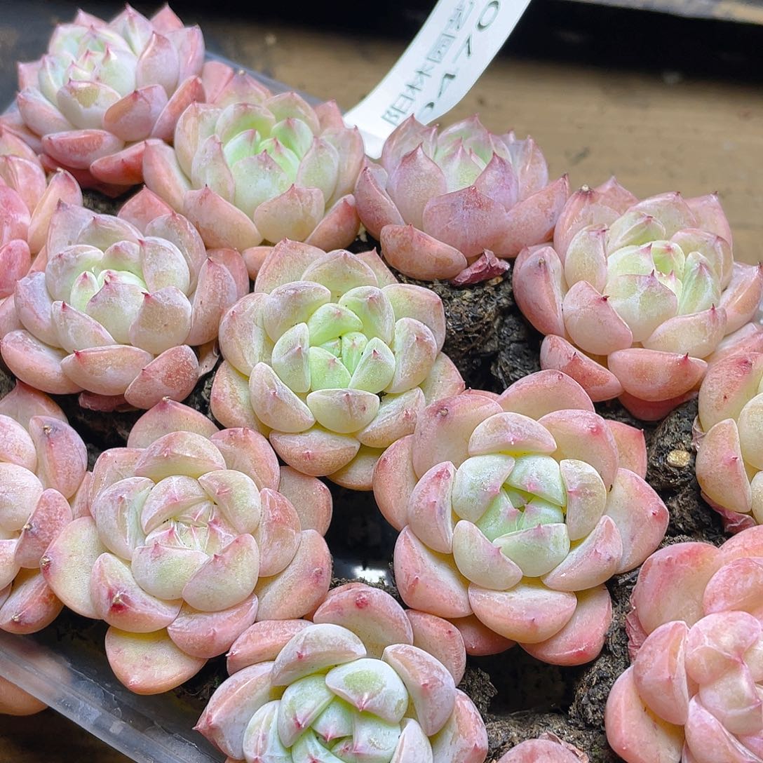 纟***每多肉植物多肉植物470