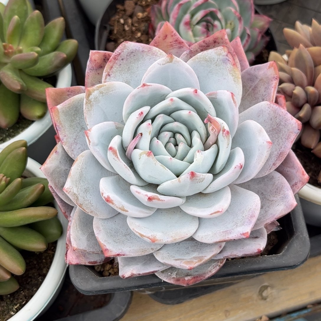 曲**曲多肉植物11111补差价11111