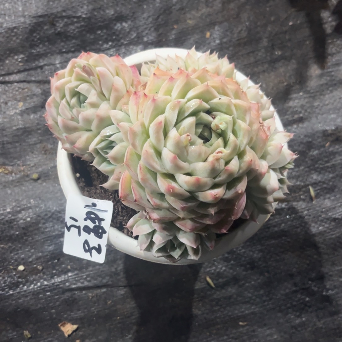 小**?桃熏女王多肉植物