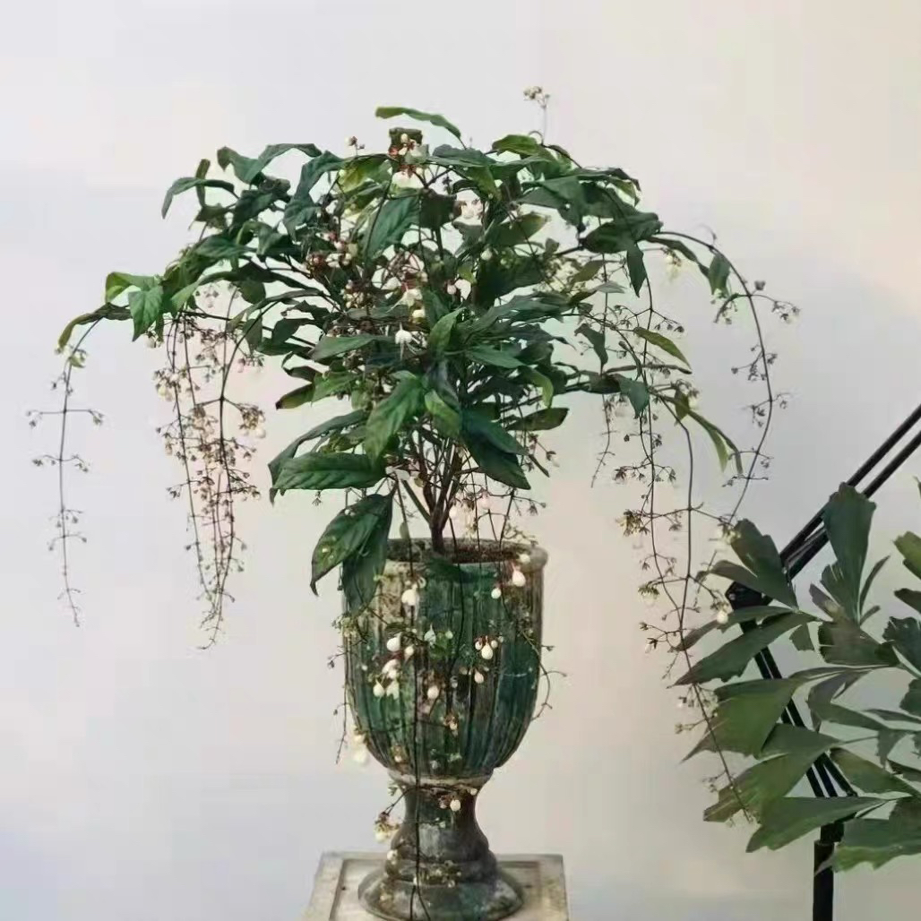 手压红陶粗陶大号绿色釉面奖杯垂丝茉莉三角梅宝莲灯花盆