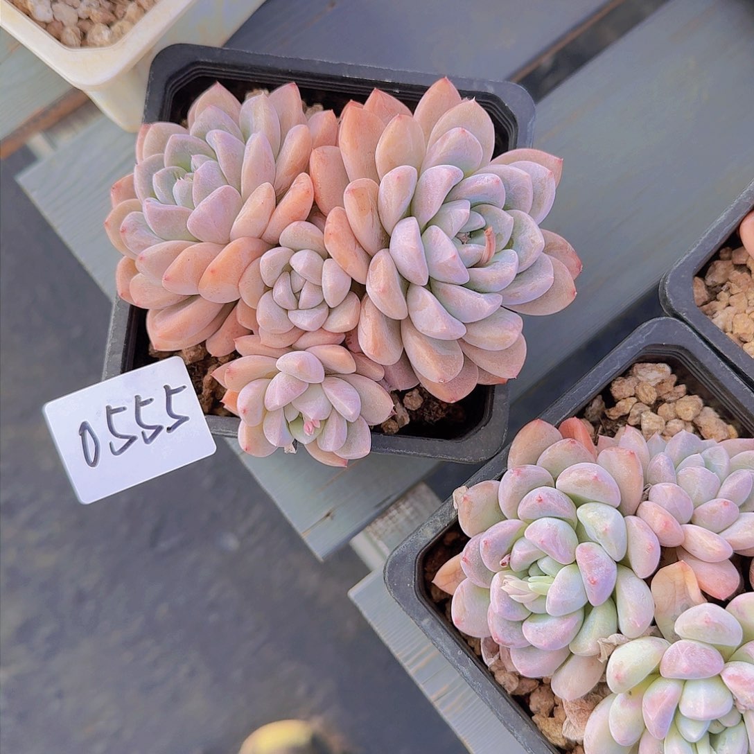 邓*佳0555香玉多肉植物