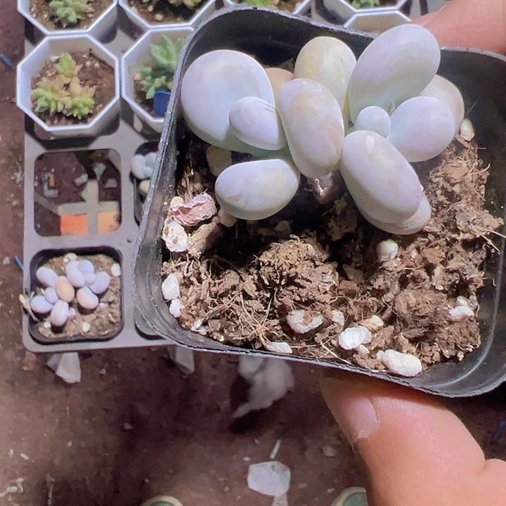 奶酪精品多肉植物
