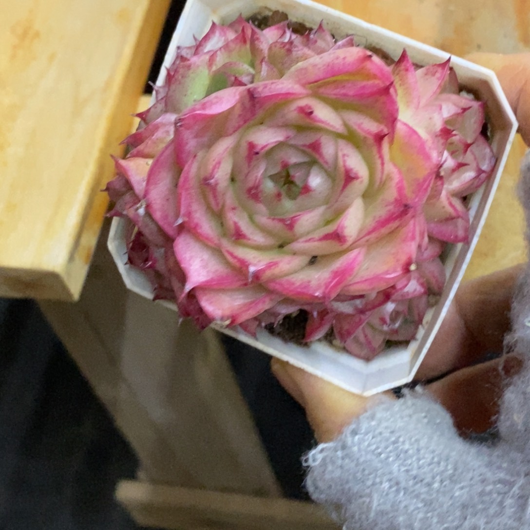 精品多肉一物一拍不包整368