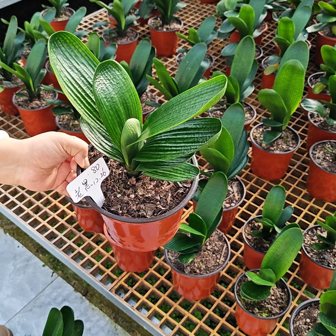 完全开放君子兰精品两年