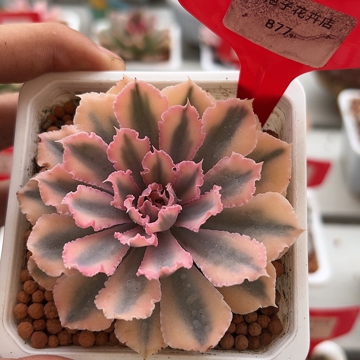 877号晚霞之舞锦多肉植物