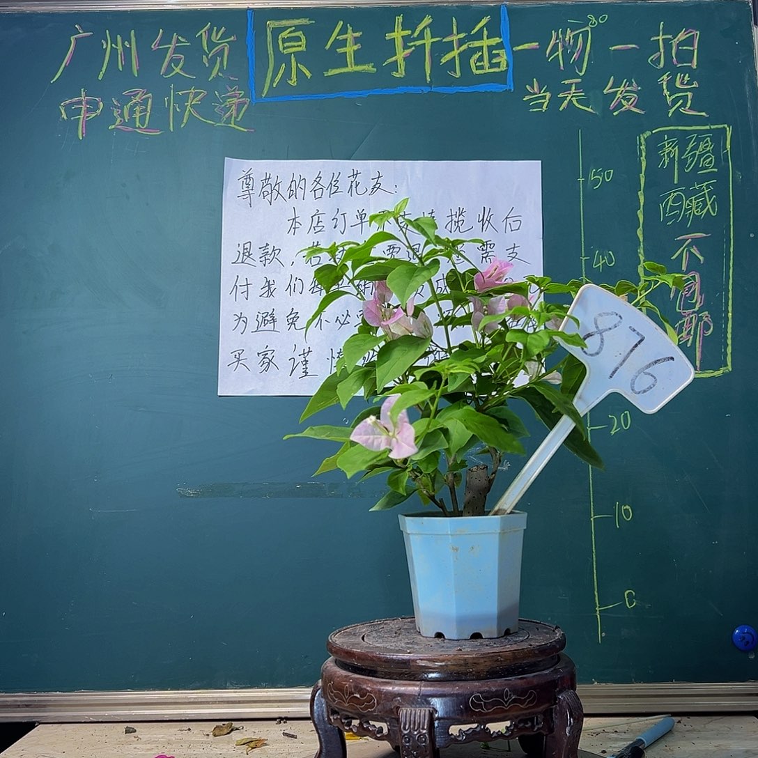 当前无花栽培后可以开花广红樱 大宝876