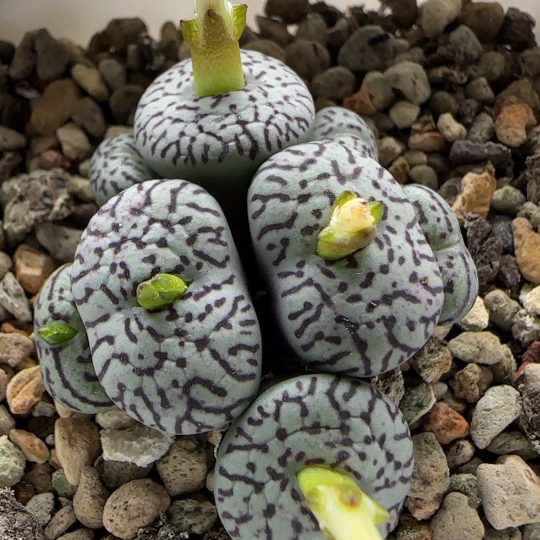 11-9-5-2当天满38包邮大型墨小锥脱土