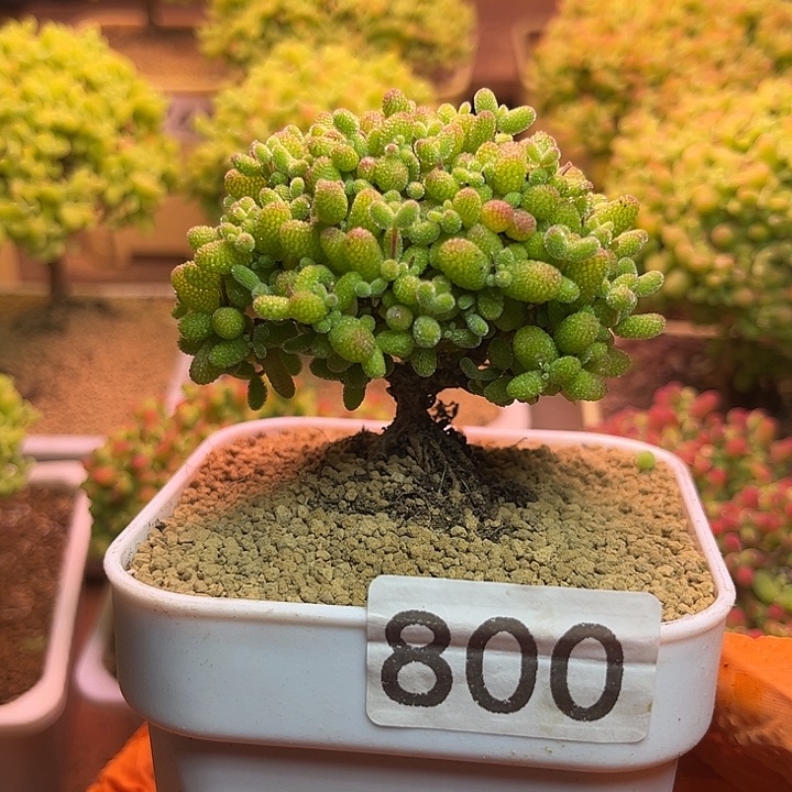 无花朵800金桔糖球