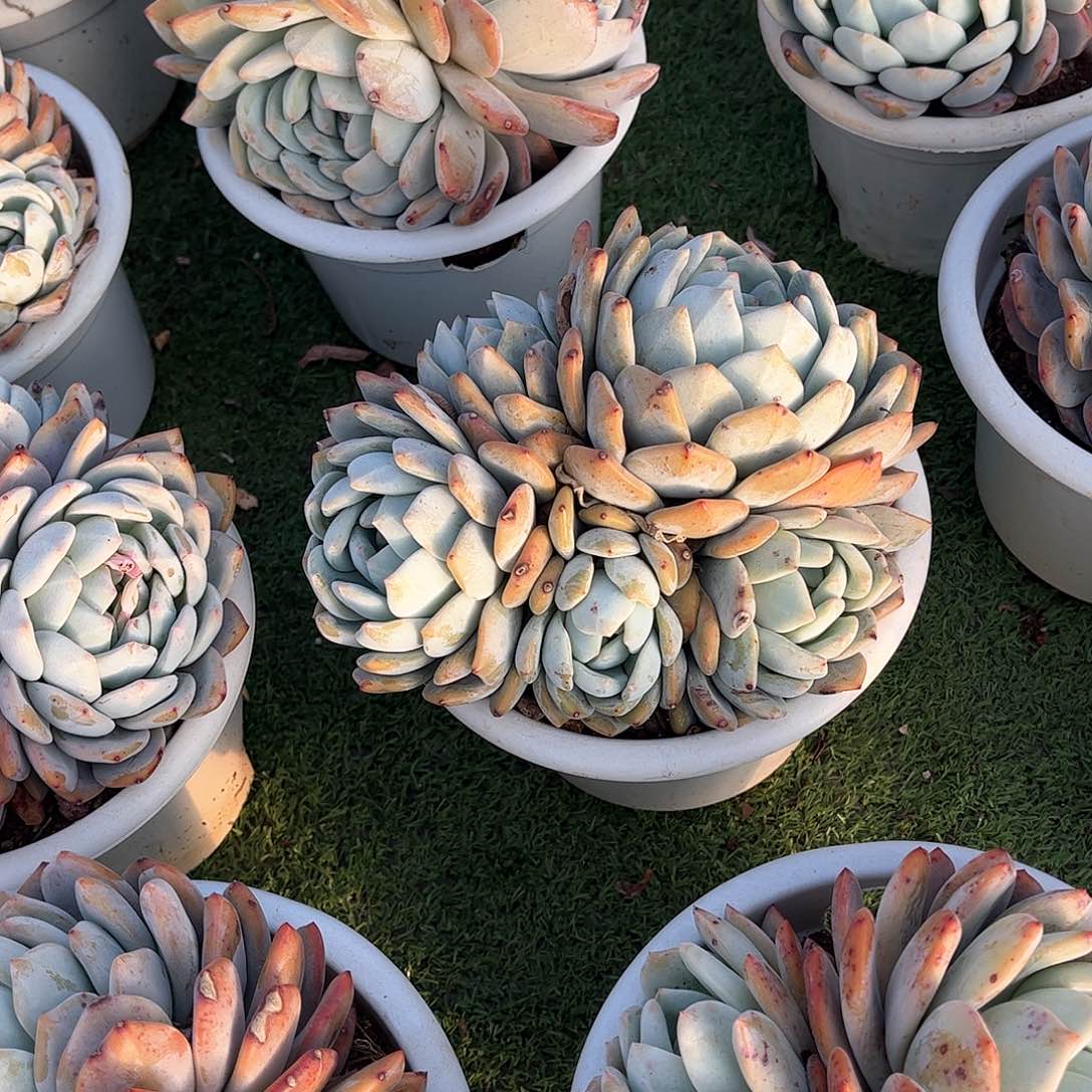 治*橙梦露多肉植物101号