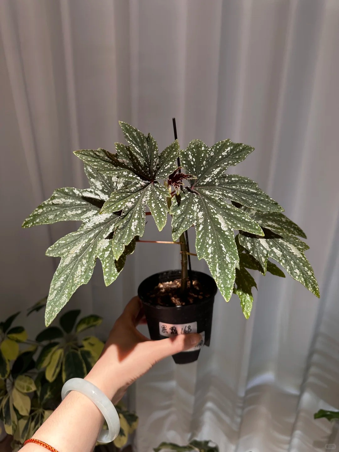 黑霜秋海棠绿植盆栽室内观叶植物趣味桌面办公室装饰植物