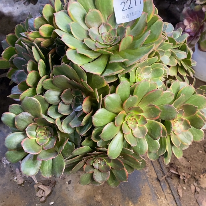 半夏多肉断头不包2217