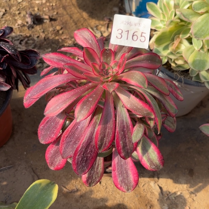 香奈儿多肉法师3165