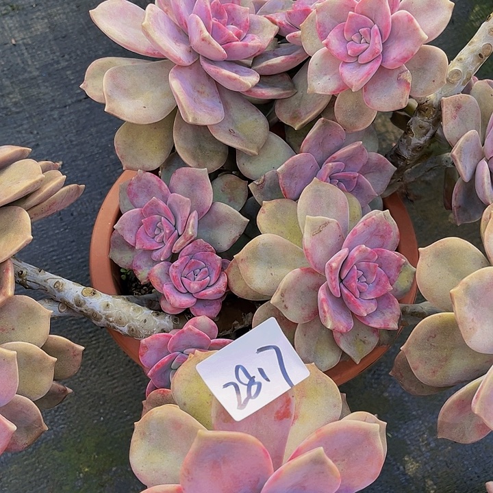 L**a紫乐群2817生