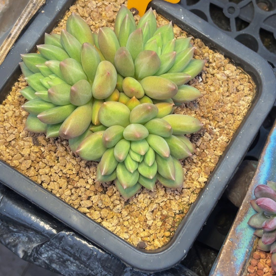 多****52512号早上多肉植物群生多肉