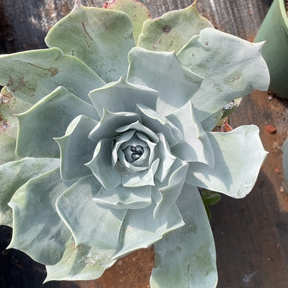 【闪购商品】大花朵老庄