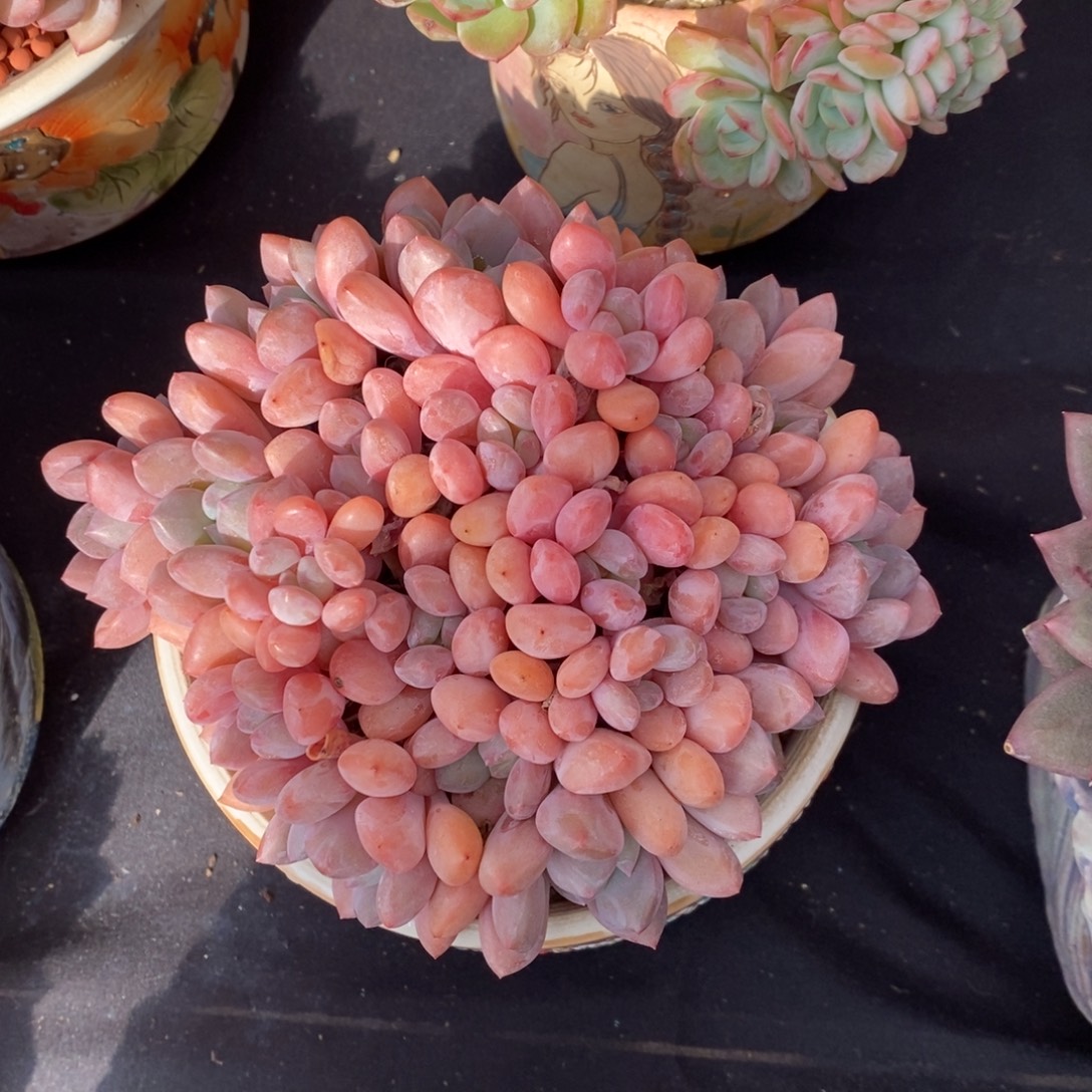 风***淡白鹭 一物一拍。   