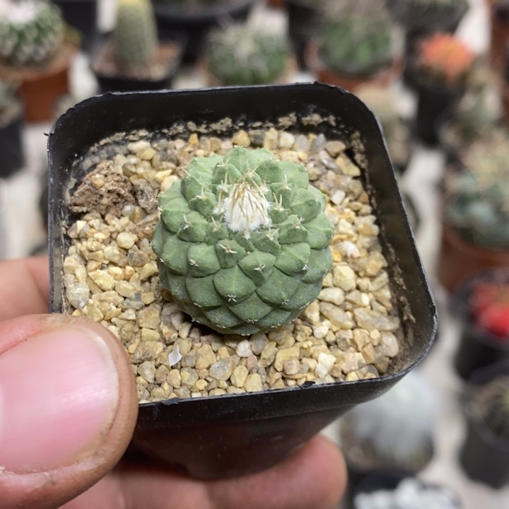 实生菊水特价福利