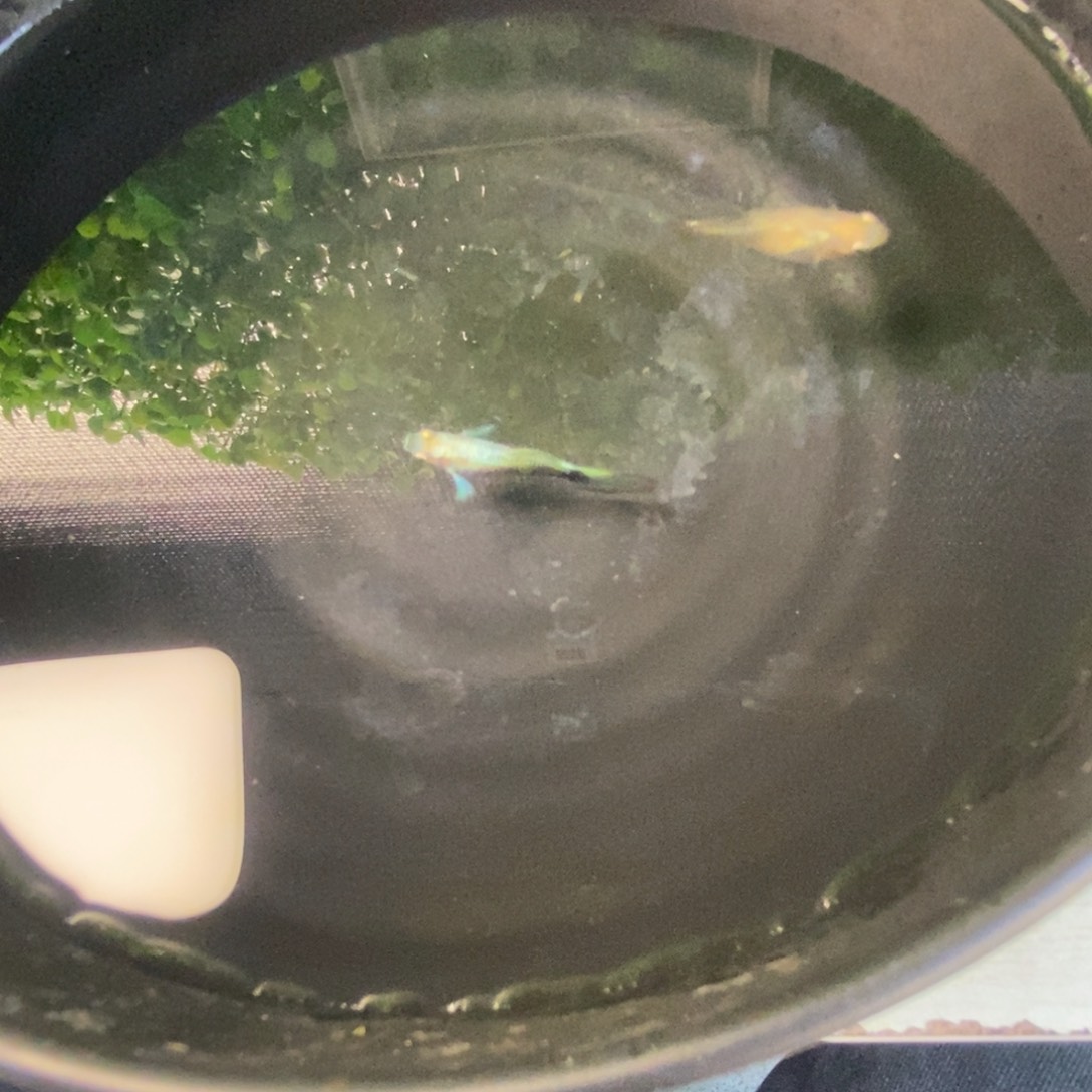 孔雀鱼黄花欧翼一对