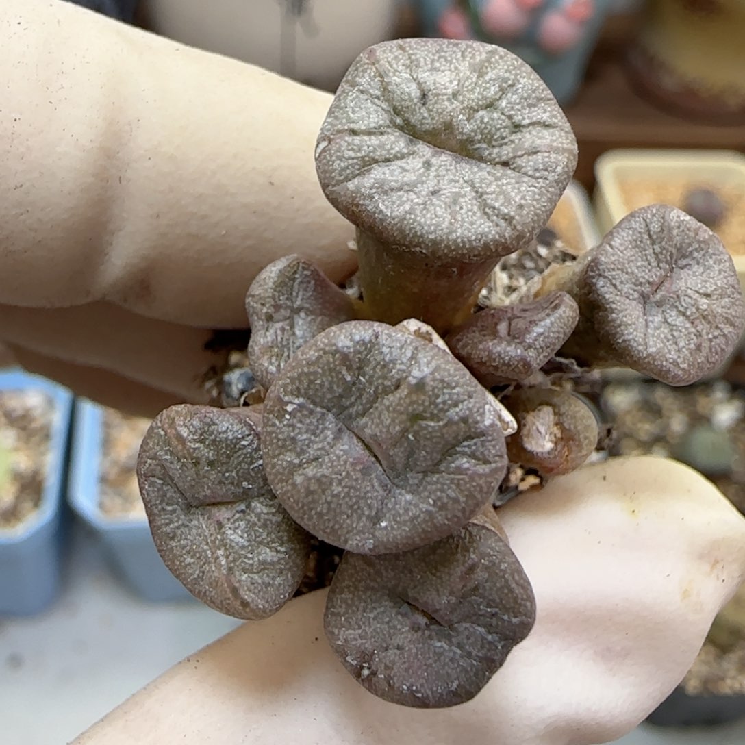 583杂交福利福利