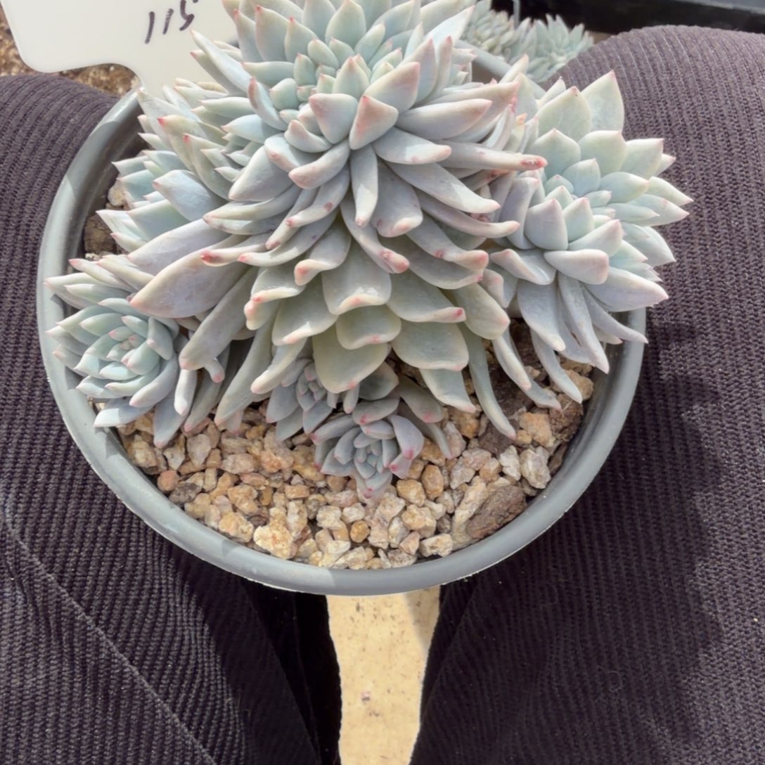 一物一拍橙梦露锦树缀福利款115