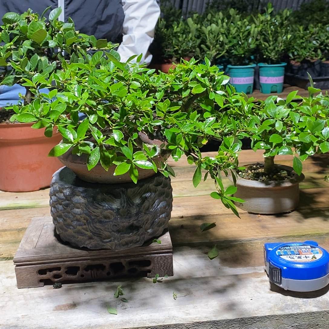 无花朵荷**月栀子花