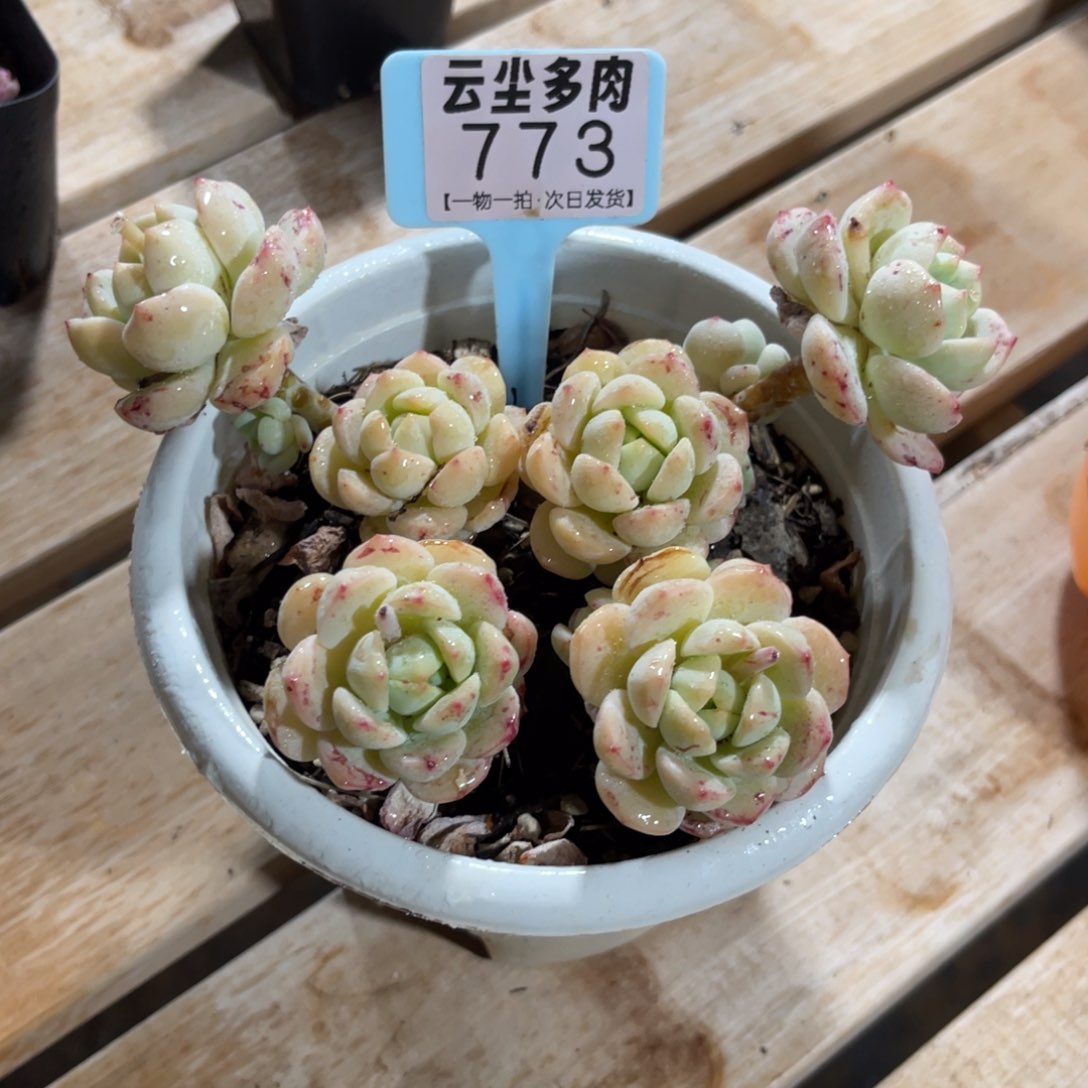 云尘多肉一物一拍773