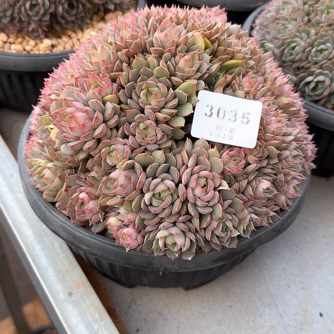 漠*3035号玫瑰夫人