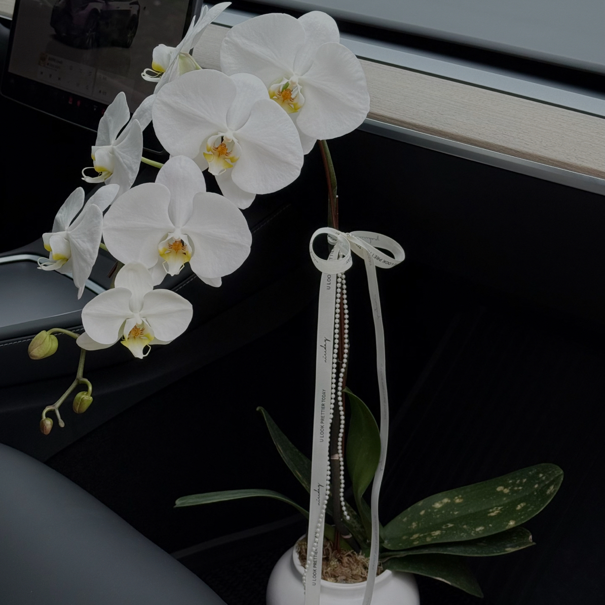 植得【3.5寸大白V3】蝴蝶兰出梗苗