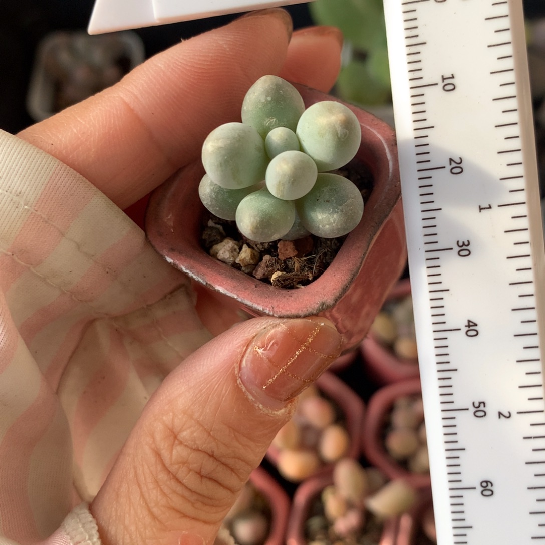 汤圆 不满28发到付，发一片叶，~