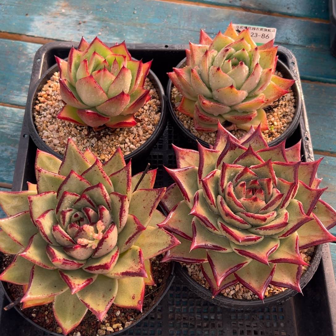 从前慢多肉精选编号0123.86