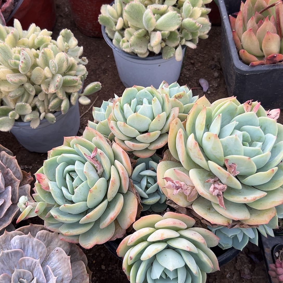 多肉植物恋曲群生