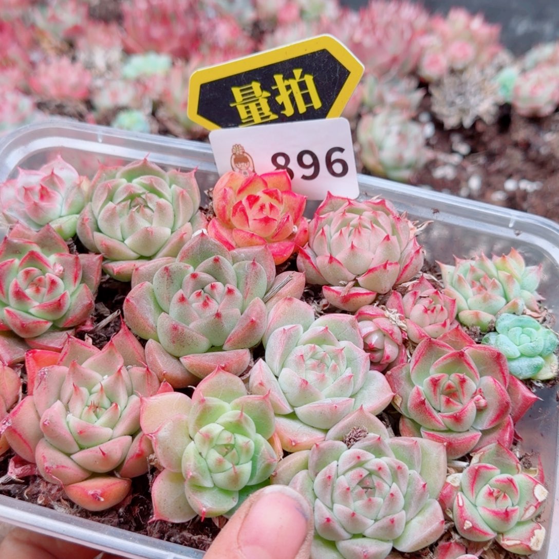 多肉植物多肉植物