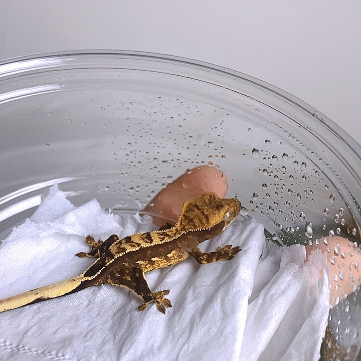 睫角守宫超黑底奶油
