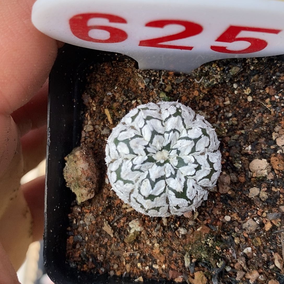 625福利特价来了哦耶