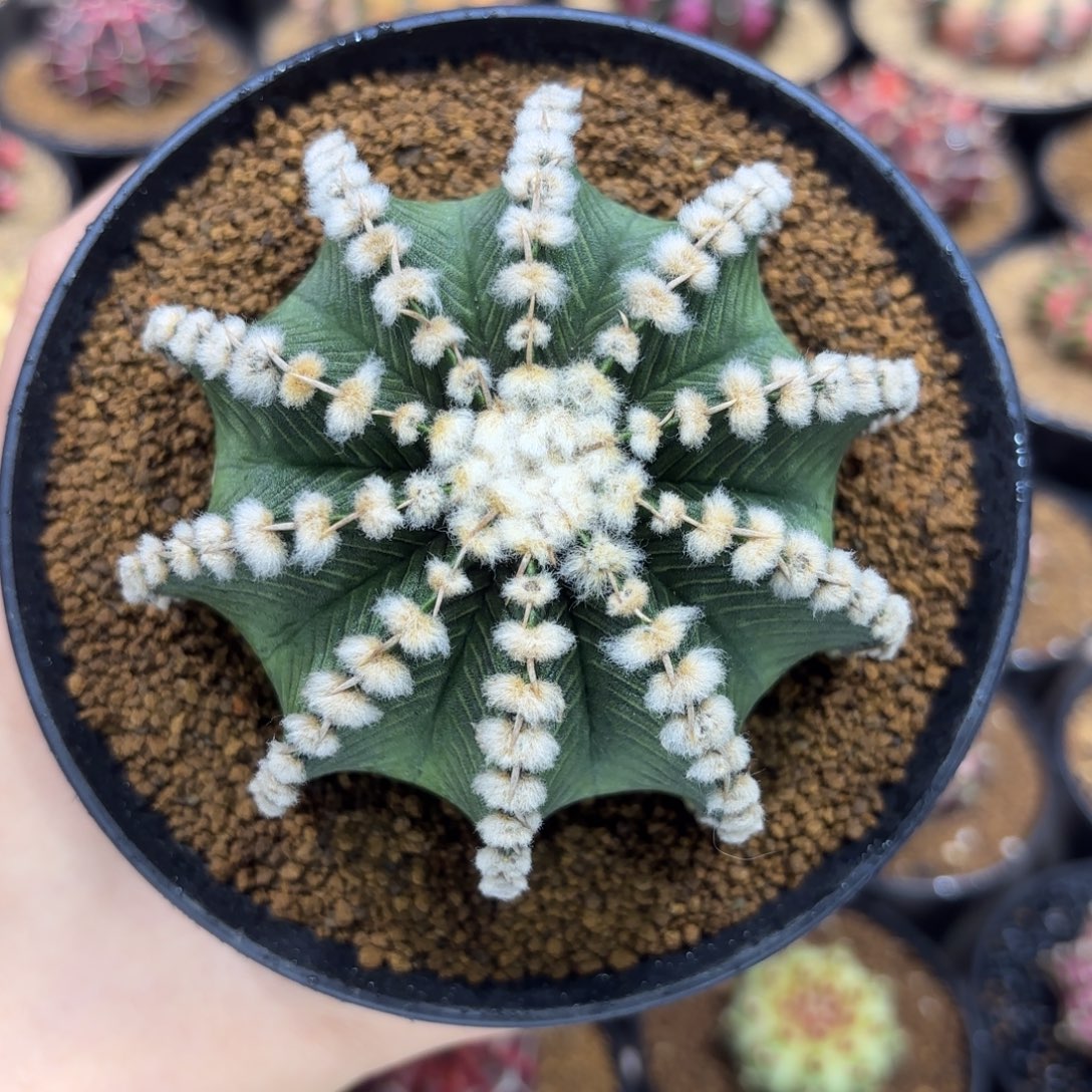 8.5cm高绒肋骨 福利