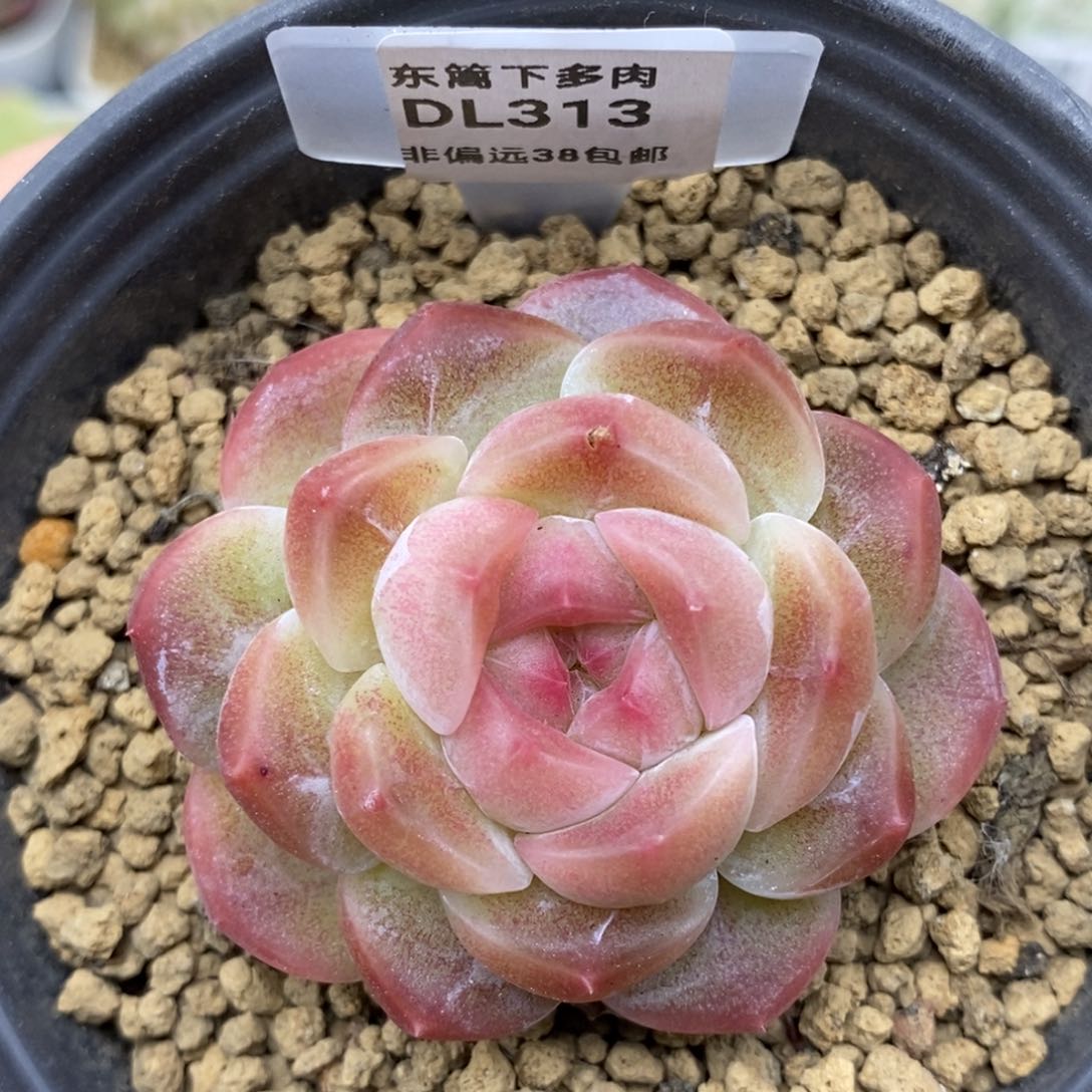 313东篱下多肉植物盆栽