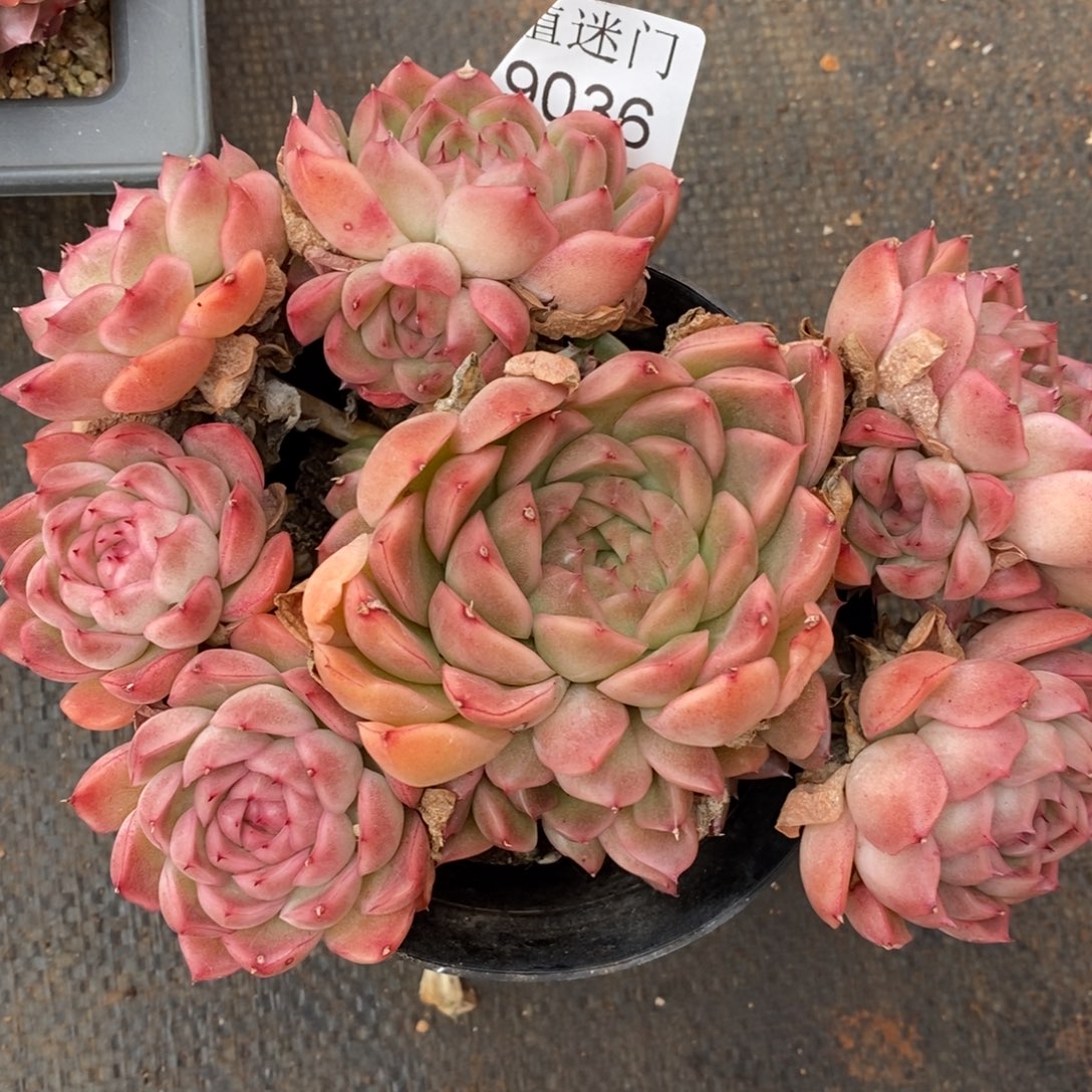 ****思不包~带盆土发货~9036~15厘米