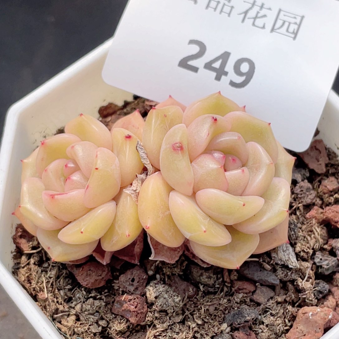 249号糖心冰心珍妮