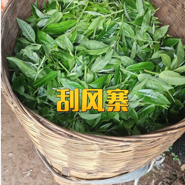 2025年头春 易武刮风寨小树乔木茶普洱生散茶
