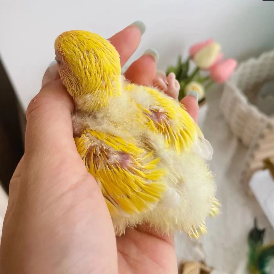 手养半毛虎皮鹦鹉一物一拍（快递发出不退不换到家包48小时）