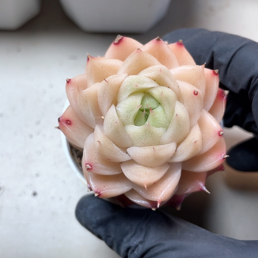 优选麦秆福利478