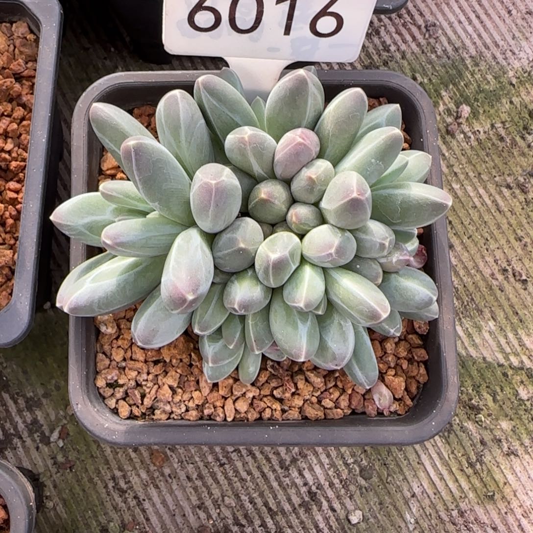 小****6016。     羽光球肉